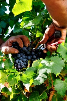 Details of vineyards, rows of old and young vines during harvest.