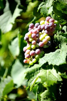 Details of vineyards, rows of old and young vines during harvest.