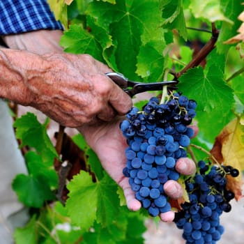 Details of vineyards, rows of old and young vines during harvest.