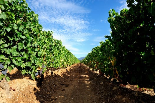 Details of vineyards, rows of old and young vines during harvest.
