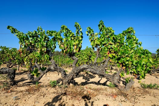 Details of vineyards, rows of old and young vines during harvest.