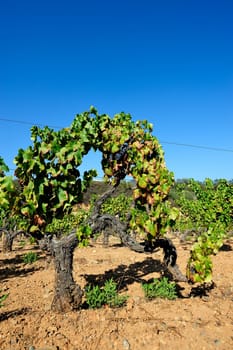 Details of vineyards, rows of old and young vines during harvest.