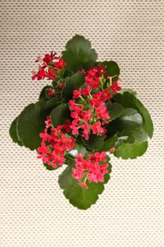 Red flowers on a pot, on a patterned background.