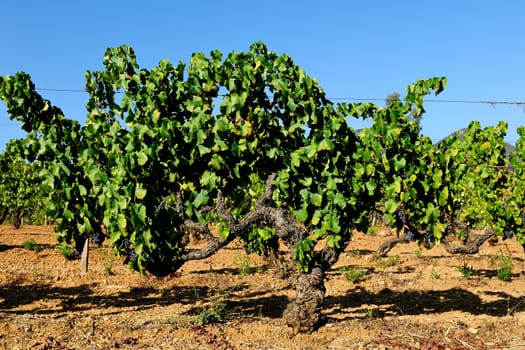 Details of vineyards, rows of old and young vines during harvest.