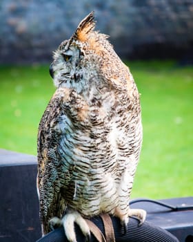 Close up portrait of European Eagle Owl