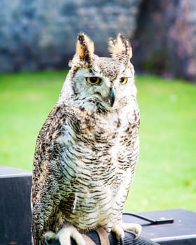 Close up portrait of European Eagle Owl
