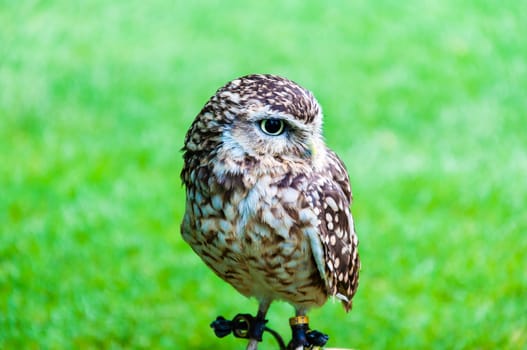 Close up portrait of little Owl against green background