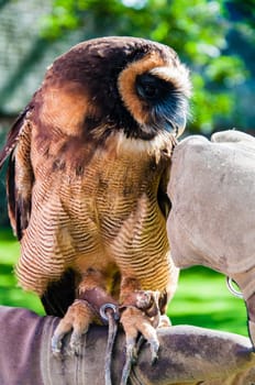 Close up portrait of brown wood Owl against green background