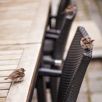 Sparrow