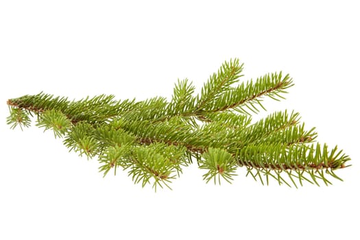 Fir branch