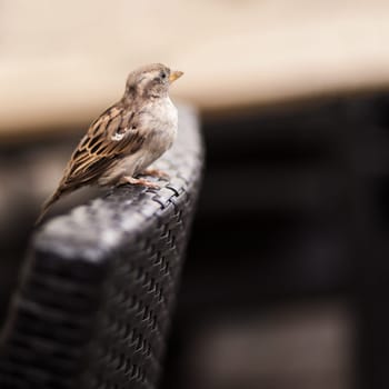 Sparrow