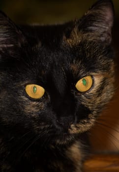 (cat animal) without big