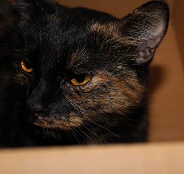 (cat animal) without big