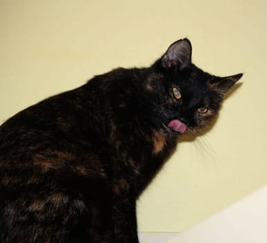(cat animal) without big