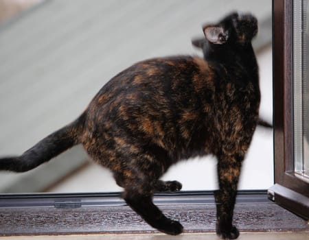 (cat animal) without big