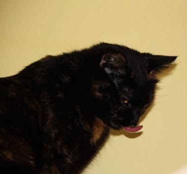 (cat animal) without big