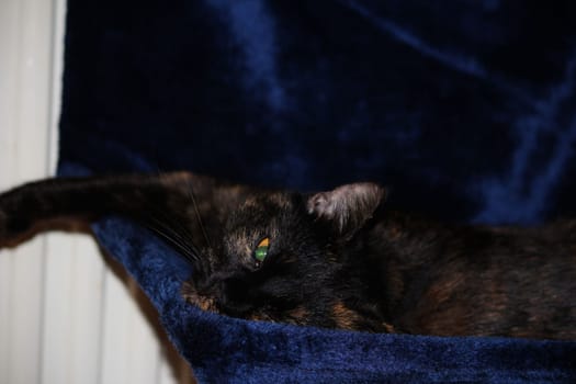 (cat animal) without big