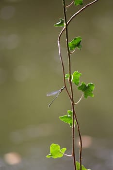 Dragonfly