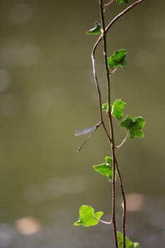 Dragonfly