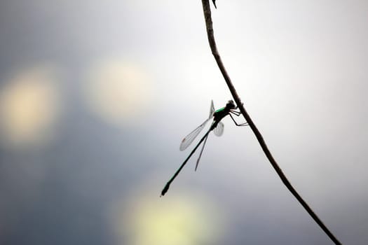 Dragonfly