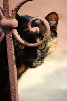 (cat animal) without big