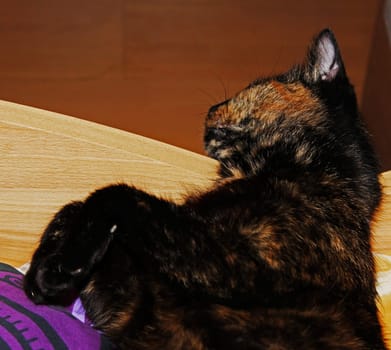(cat animal) without big