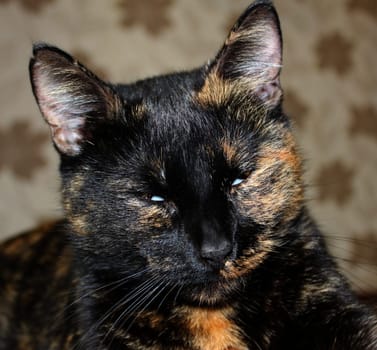 (cat animal) without big