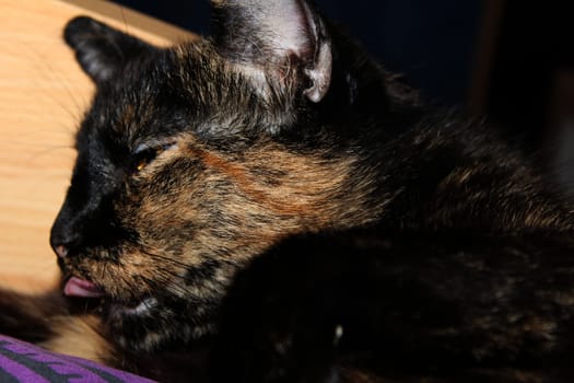 (cat animal) without big