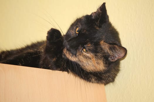 (cat animal) without big