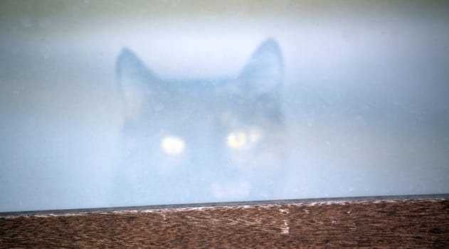 (cat animal) without big