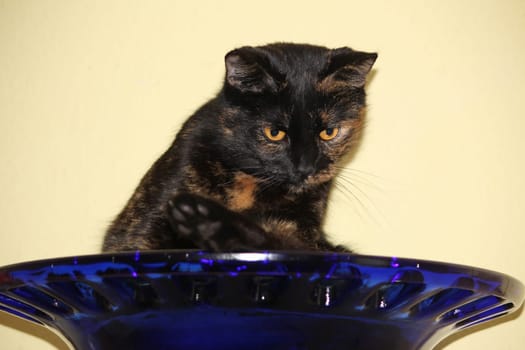 (cat animal) without big