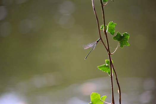 Dragonfly