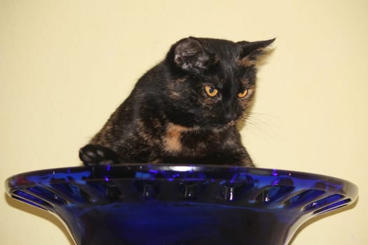 (cat animal) without big