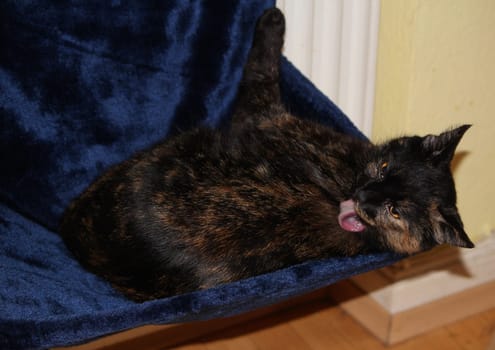 (cat animal) without big