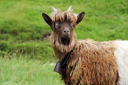 The copper-necked goat is a brown-white breed of the Valais black-necked goat