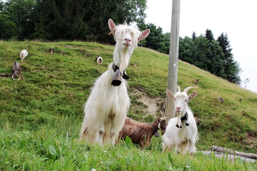 Long-haired white goat breeds in Bavaria