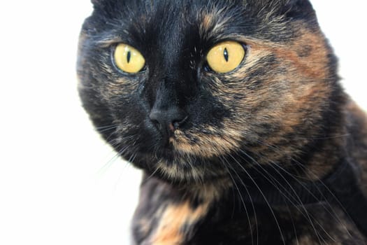 (cat animal) without big