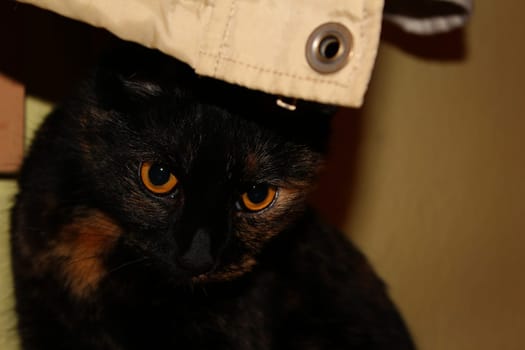 (cat animal) without big