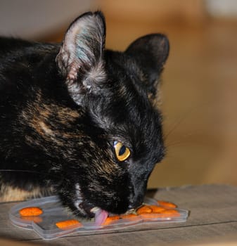 (cat animal) without big