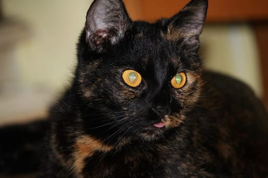 (cat animal) without big