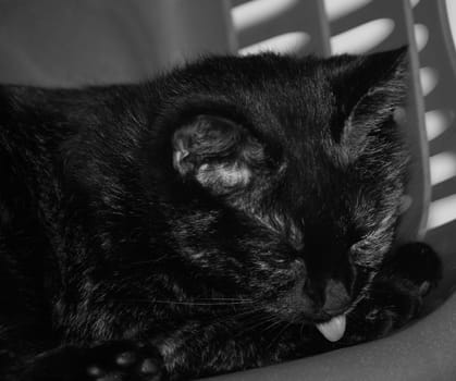 (cat animal) without big