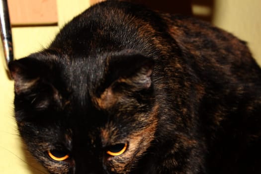 (cat animal) without big