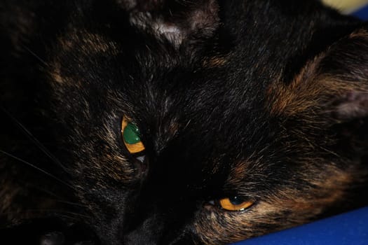 (cat animal) without big