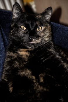 (cat animal) without big