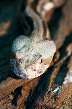 frontal head view of a black-tailed forest rattlesnake (Crotalus horridus atricaudatus)