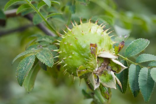 Close-up of the prickly fruit of a dog rose against fuzzy natural,green background
