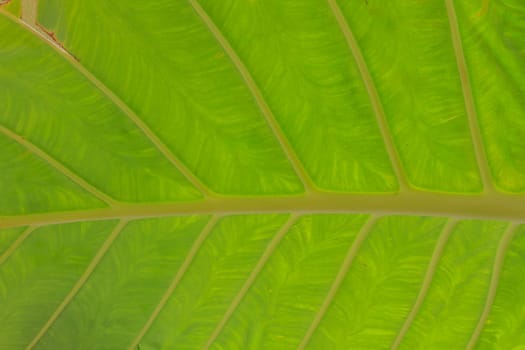 green Elephant ear leave pattern for background