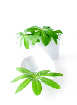 Close-up of Waldmeister in porcelain bowls