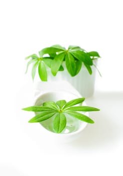 Waldmeisterkraut in porcelain bowls
