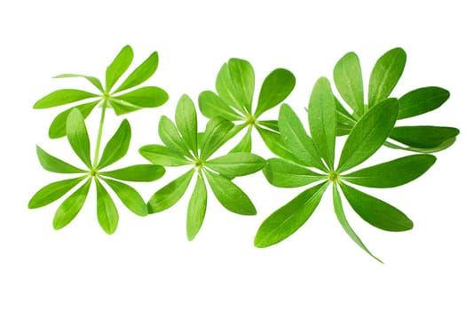 Fresh forest master against a white background